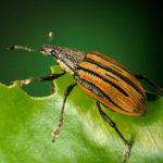 Kill The Bugs & Pull the Weeds: The Loss of Discernment