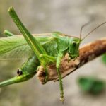 Apostolic Ministry - More Than Grasshoppers: Reclaiming Your God-Given Identity