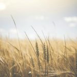 Robert L. Rodenbush - The Harvest At Our Doorsteps