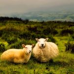 Carlton Coon - Impact of a True Shepherd
