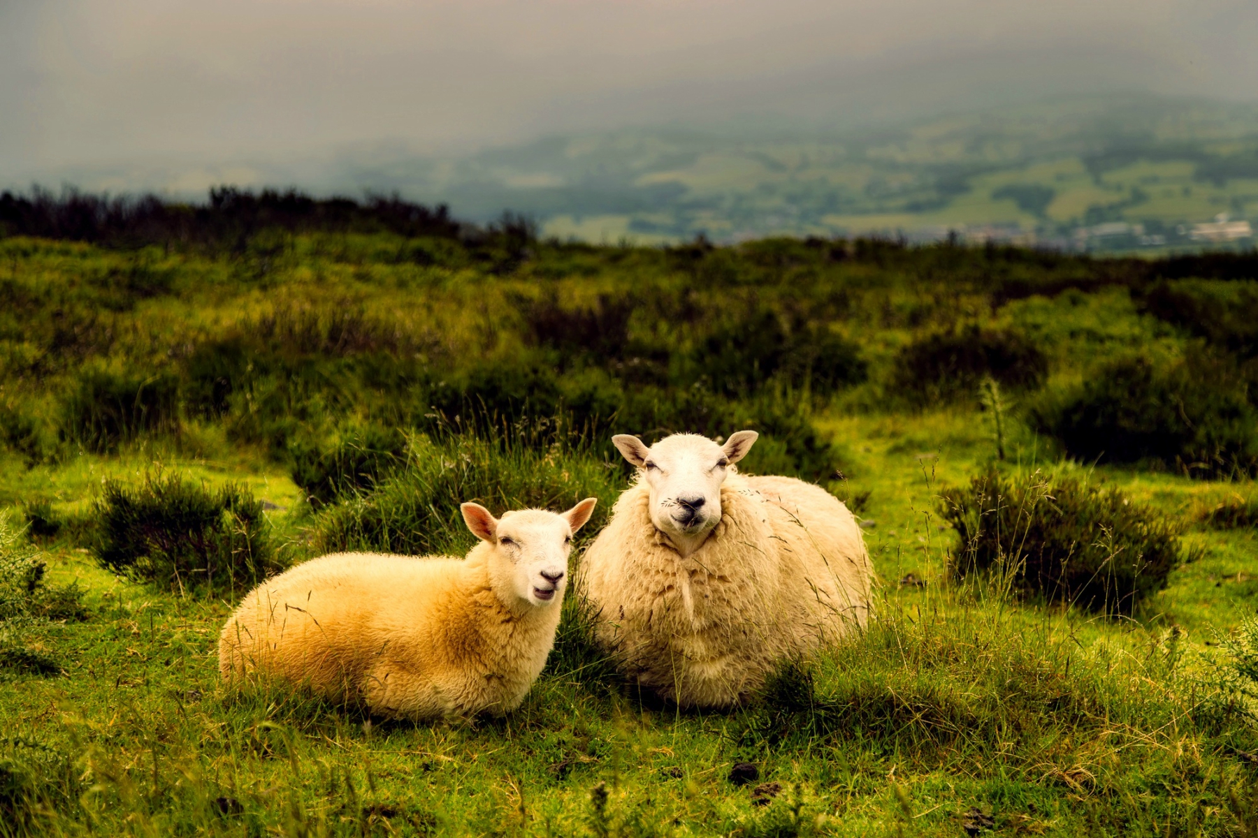 Carlton Coon – Impact of a True Shepherd